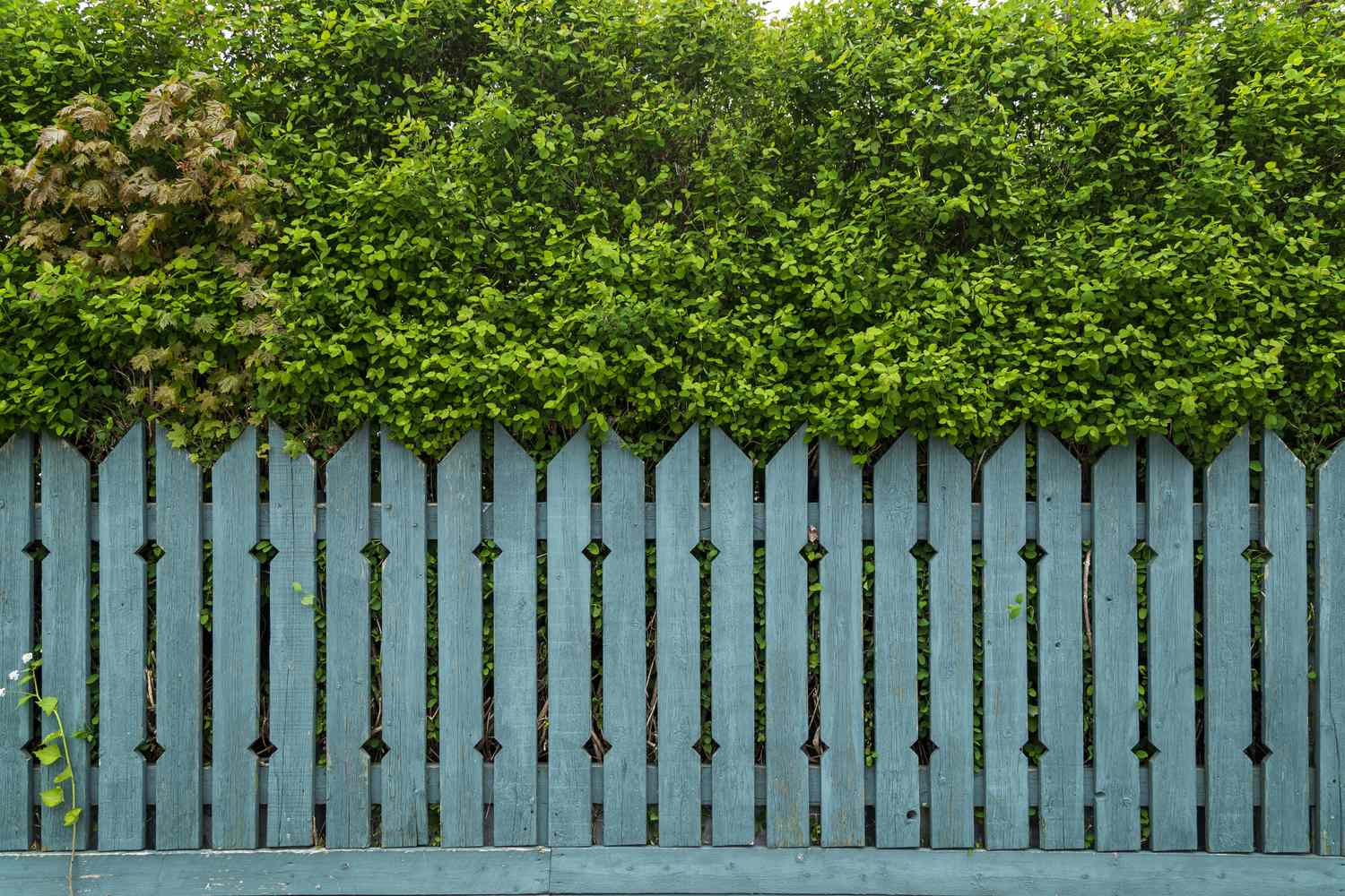 Can you delete your side of the neighbor's fence?