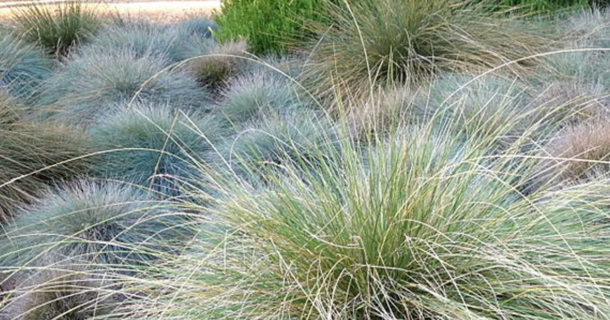 Cut off the landscape maintenance and water requirement with heat -tolerant plants
