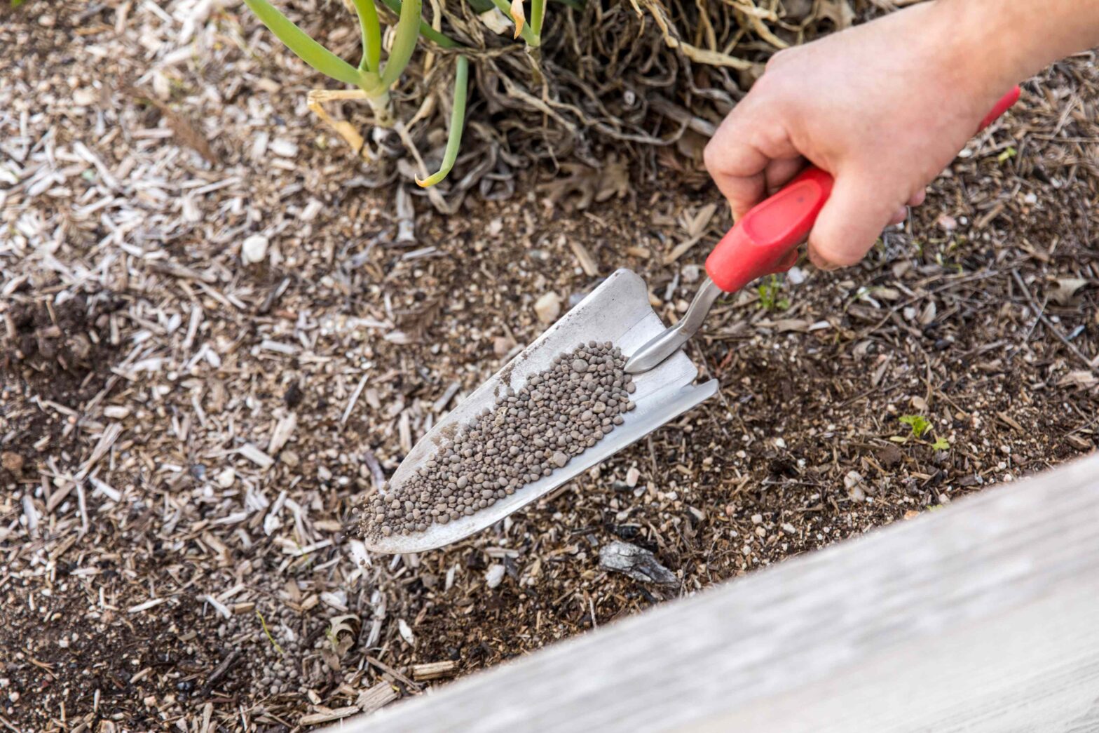 Do you want more flowers next year? Add these 7 things in your garden in autumn