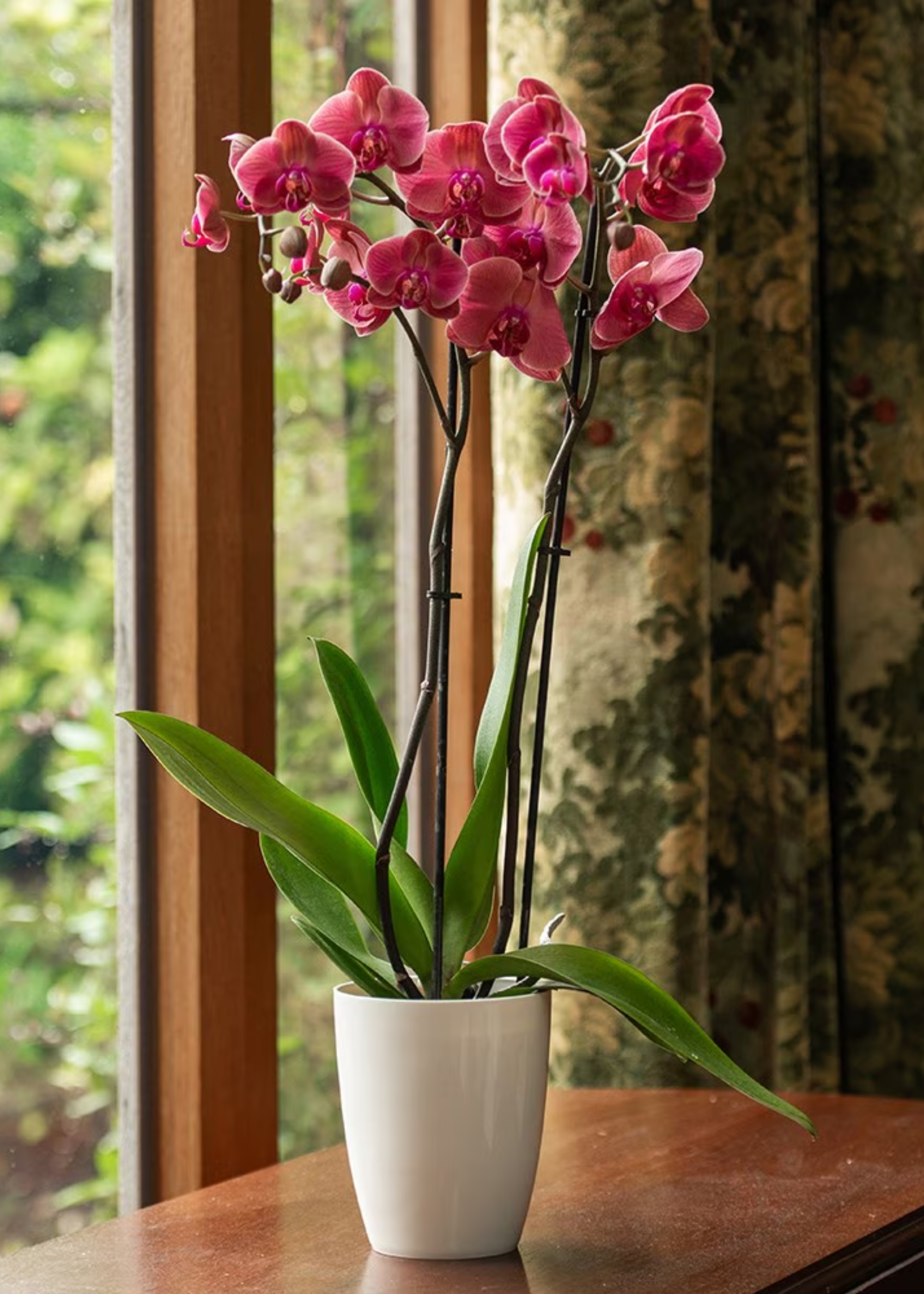 A pot pink orchid plant in a white pot next to a window in a house