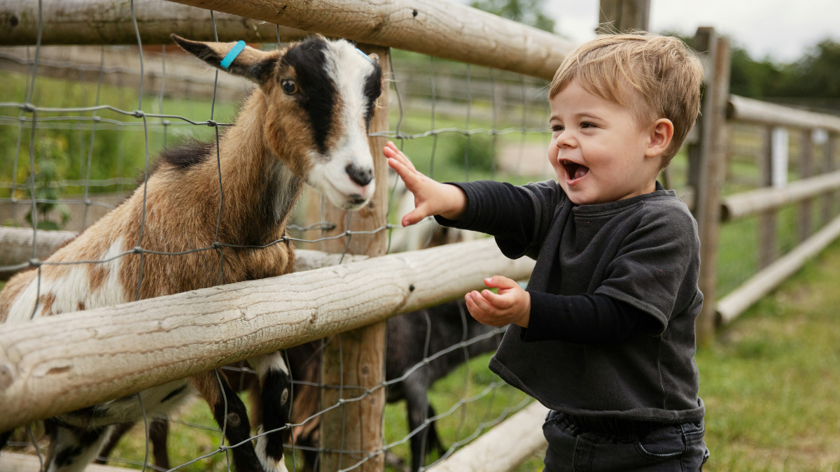 From rails to wires: the fence that built the farm