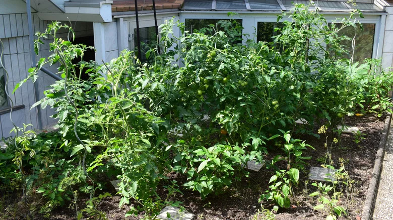 Bushy tomato plants seem to grow out of control.
