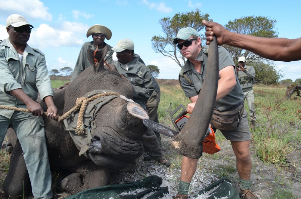 Rhino -Wildern in KZN reducing lifting detectors, intelligent fences and more eyes in the sky