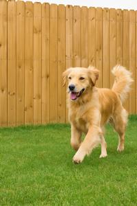 Golden Retriever behind a robust wooden fence that shows pet fencing in a garden.