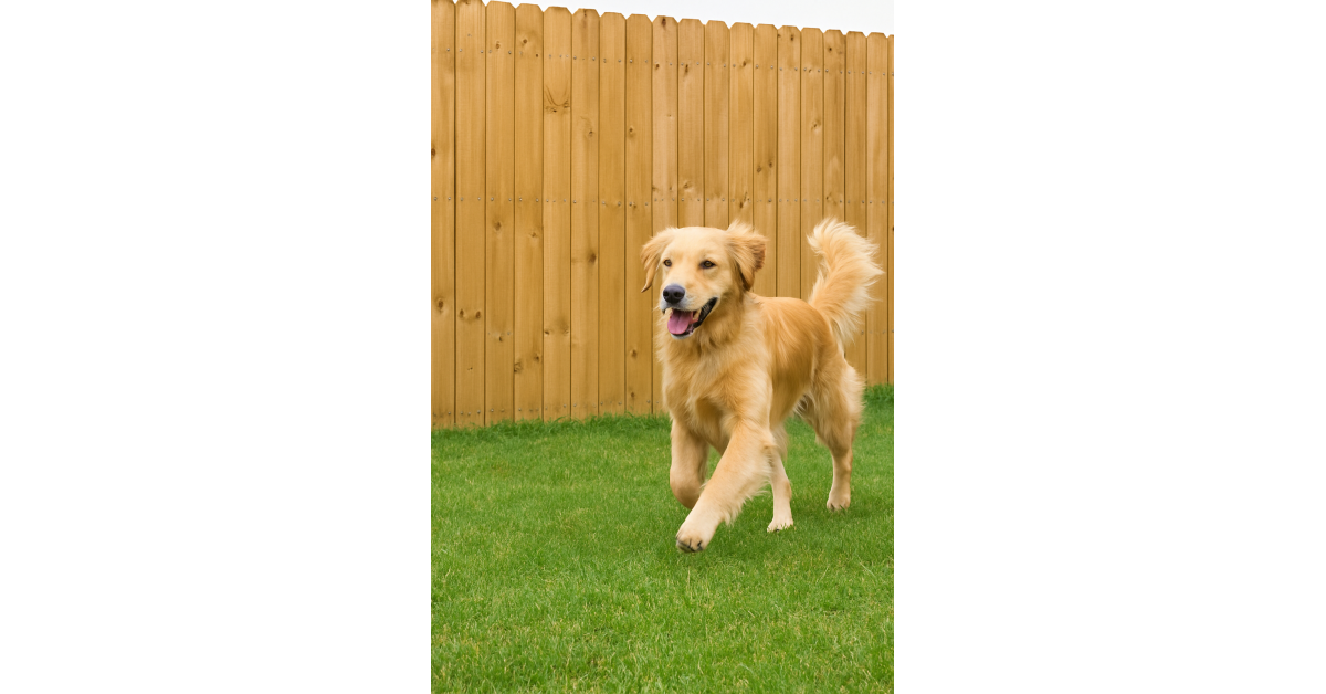 Tony's fences and ironworks highlight safe fence practices for pets