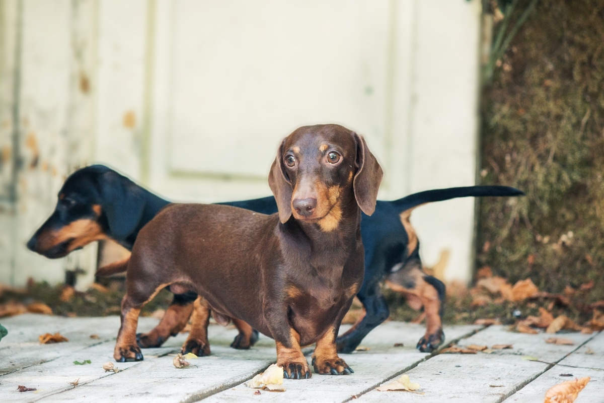 13 Amazon Products That Keep Door-Bounding Dogs Safe and Healthy
