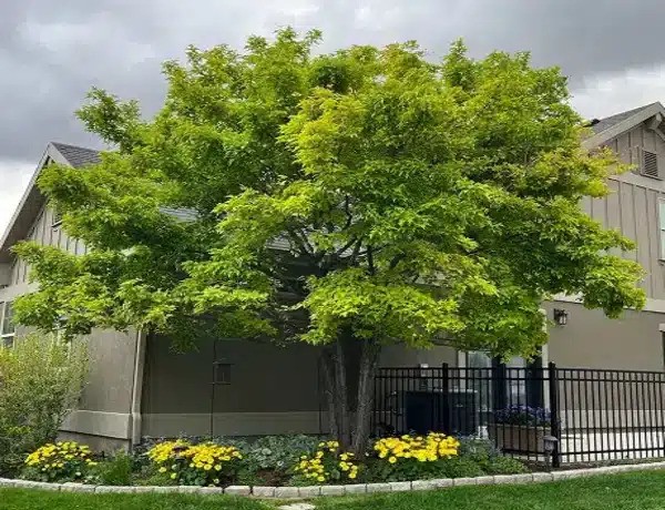 Desert Willow Tree Care reveals the new website in which the leading tree services in Utah County are highlighted