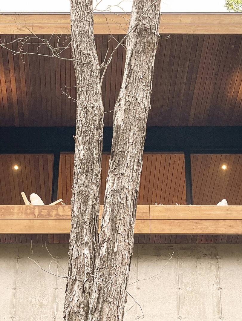 Two tree trunks stand in front of a modern building with a wood-paneled ceiling, balcony and spotlights, white chairs can be seen on the balcony.