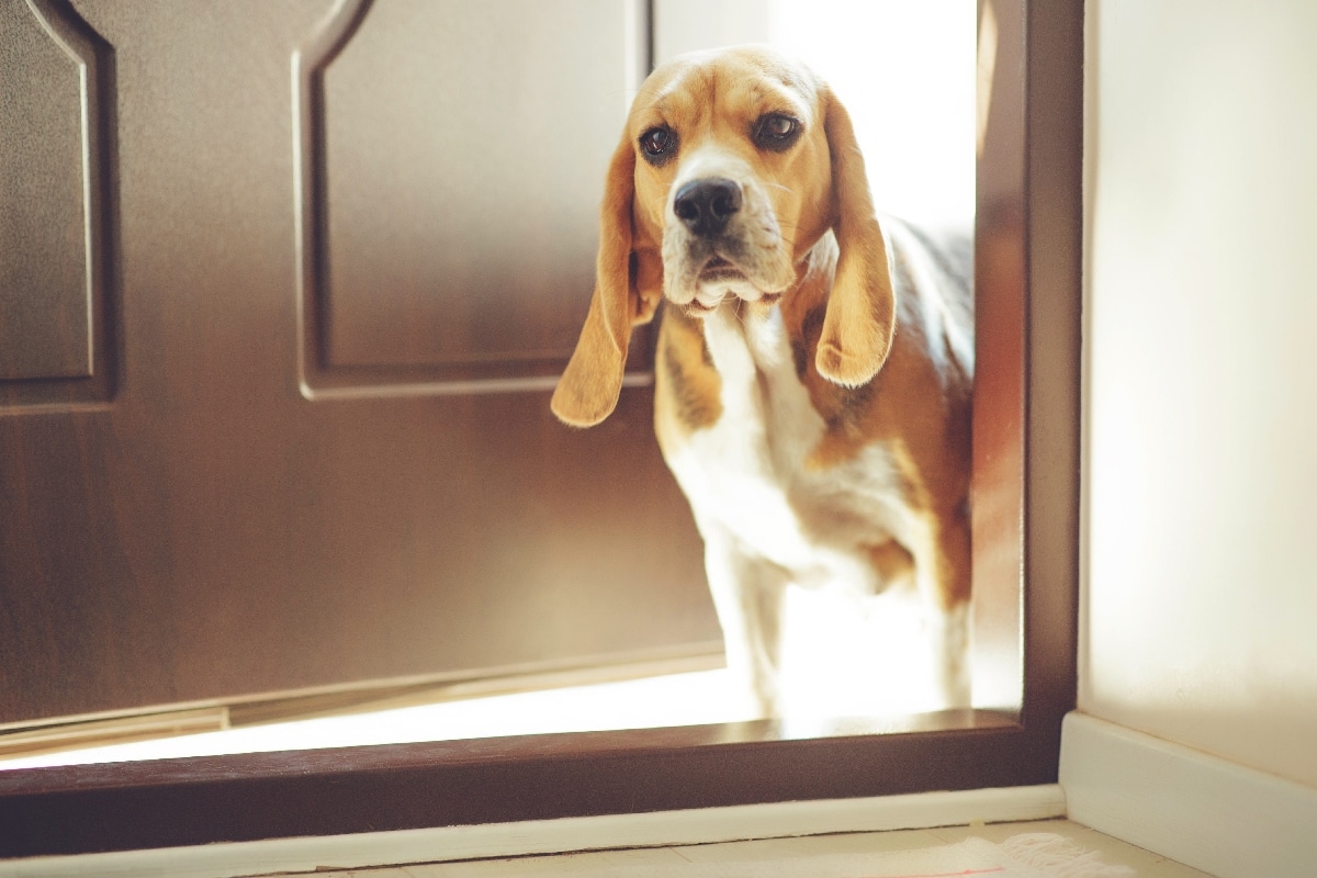 13 Amazon Products That Keep Door-Bounding Dogs Safe and Healthy