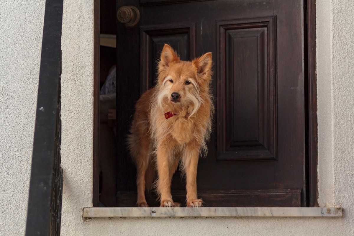 13 Amazon Products That Keep Door-Bounding Dogs Safe and Healthy