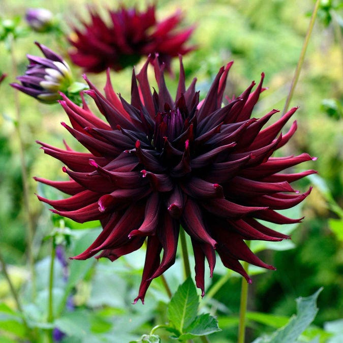 Black daffodil dahlia bulbs