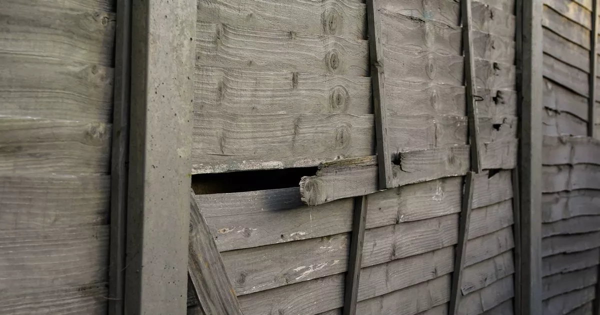 British households were told to cut holes in garden fences in November