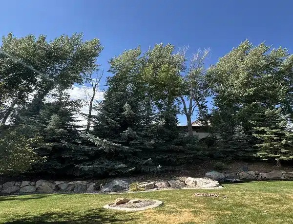 Desert Willow Tree Care reveals the new website in which the leading tree services in Utah County are highlighted