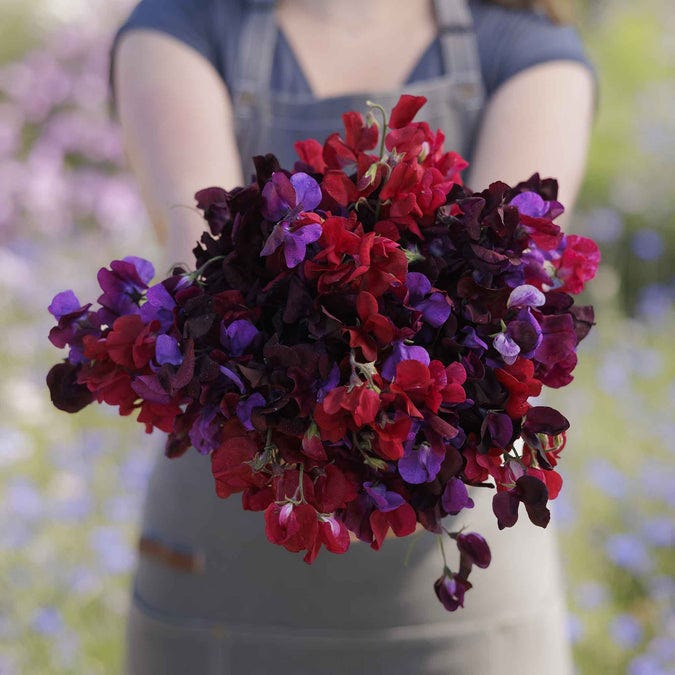 Sweet pea seeds – passion mixture Sweet pea seeds – passion mixture