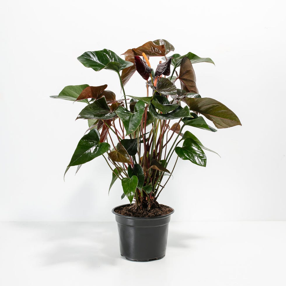 Black anthurium