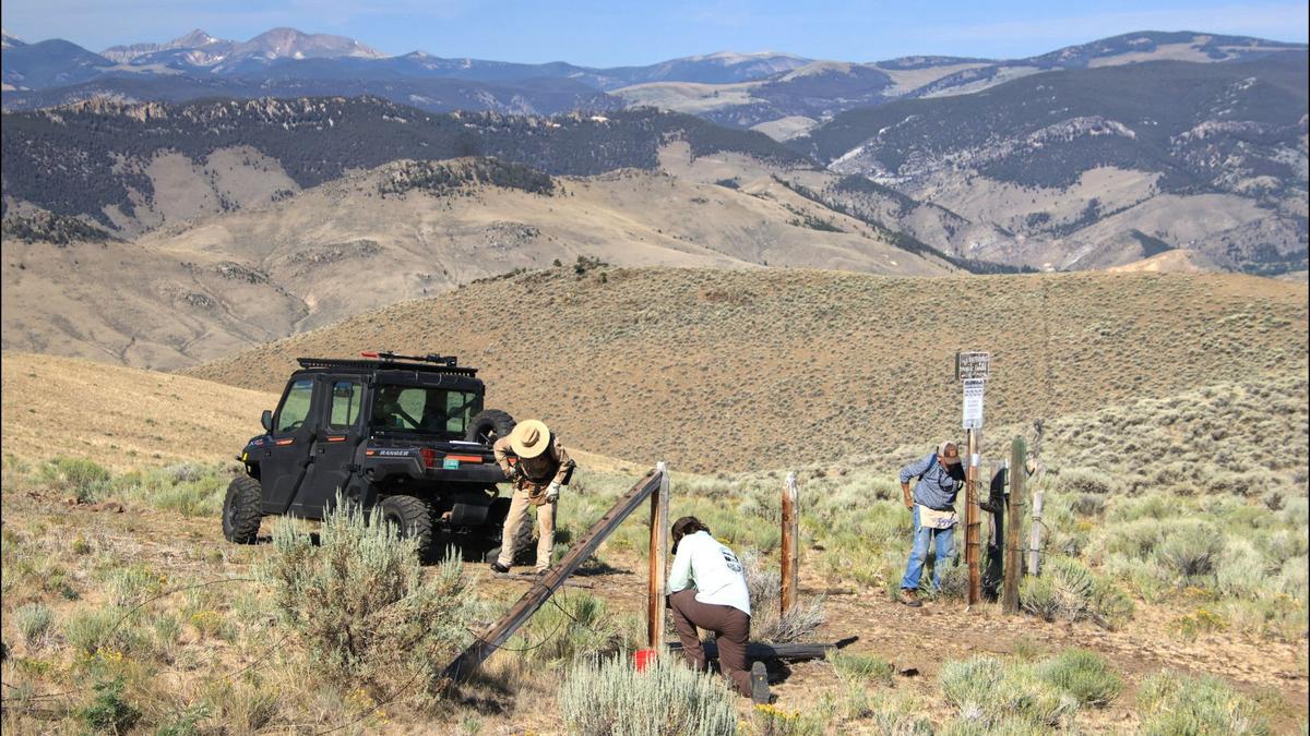 How tearing down old fences helps wildlife in Montana