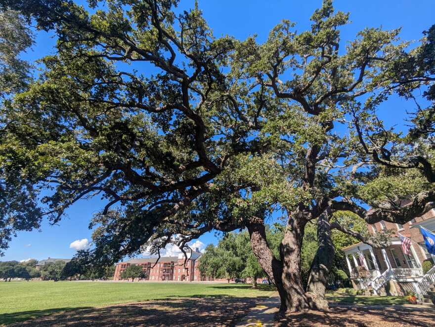 Fort Monroe is littered with Algernourne oaks