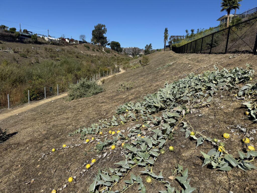 Native plants produce fruit in Potrero Canyon