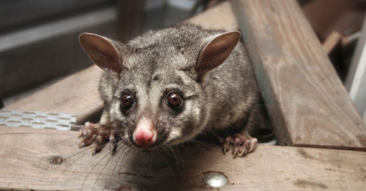 Opossum suffer with the real estate crisis "range" infestation "