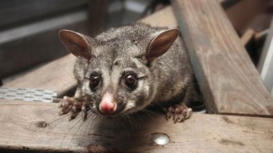 Possum in the roof. 