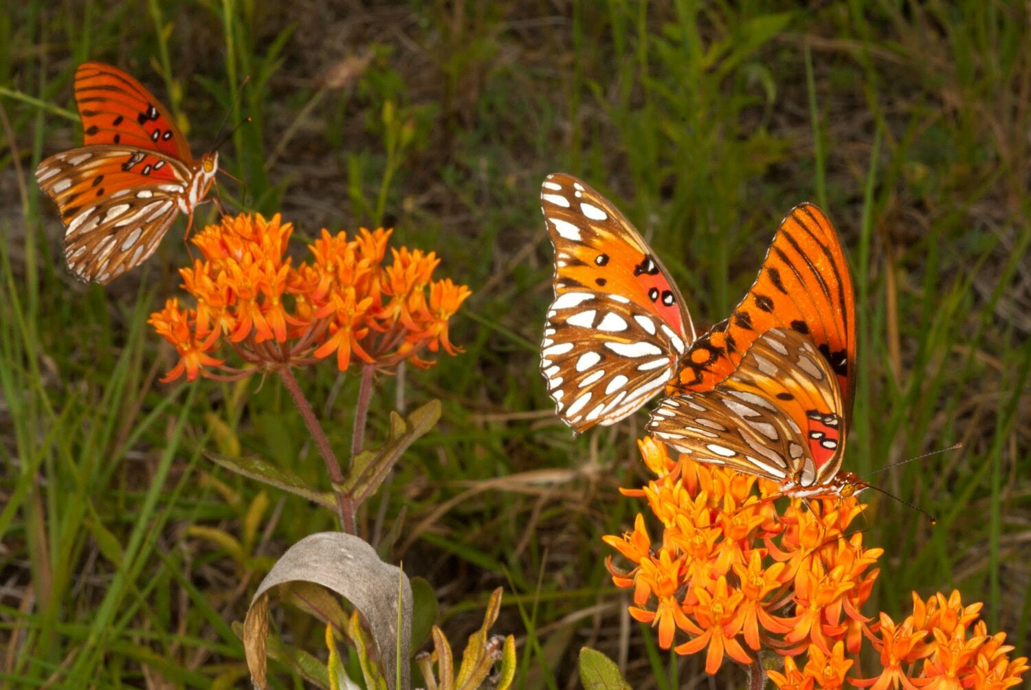 Pollinators in Danger: Floridians Interested in Help, But Not Enough to Act | The Apopka Voice