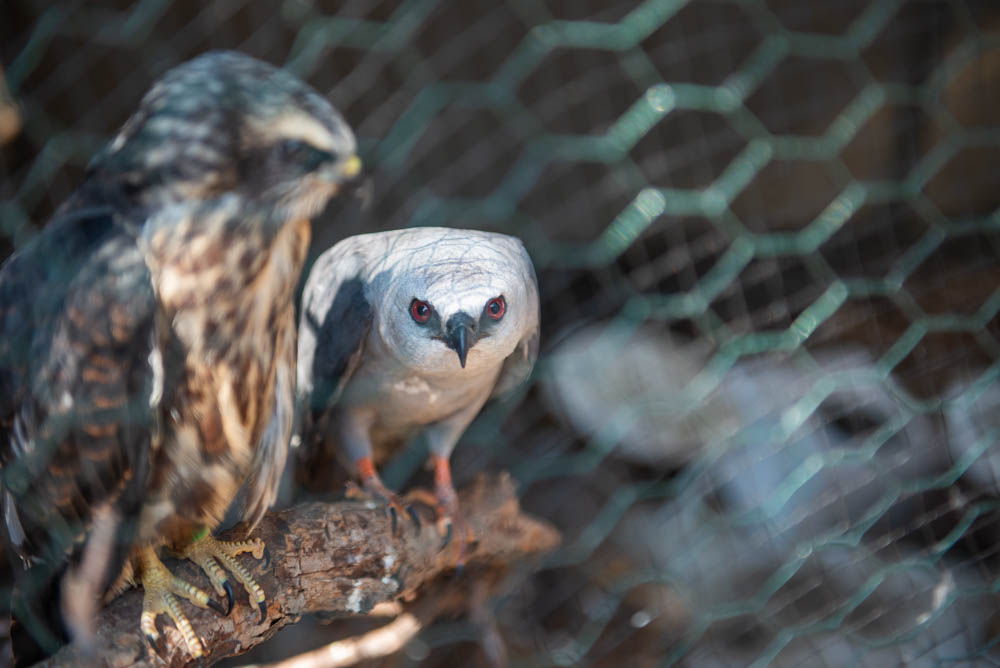 The North Texas Wildlife Center has secured a future