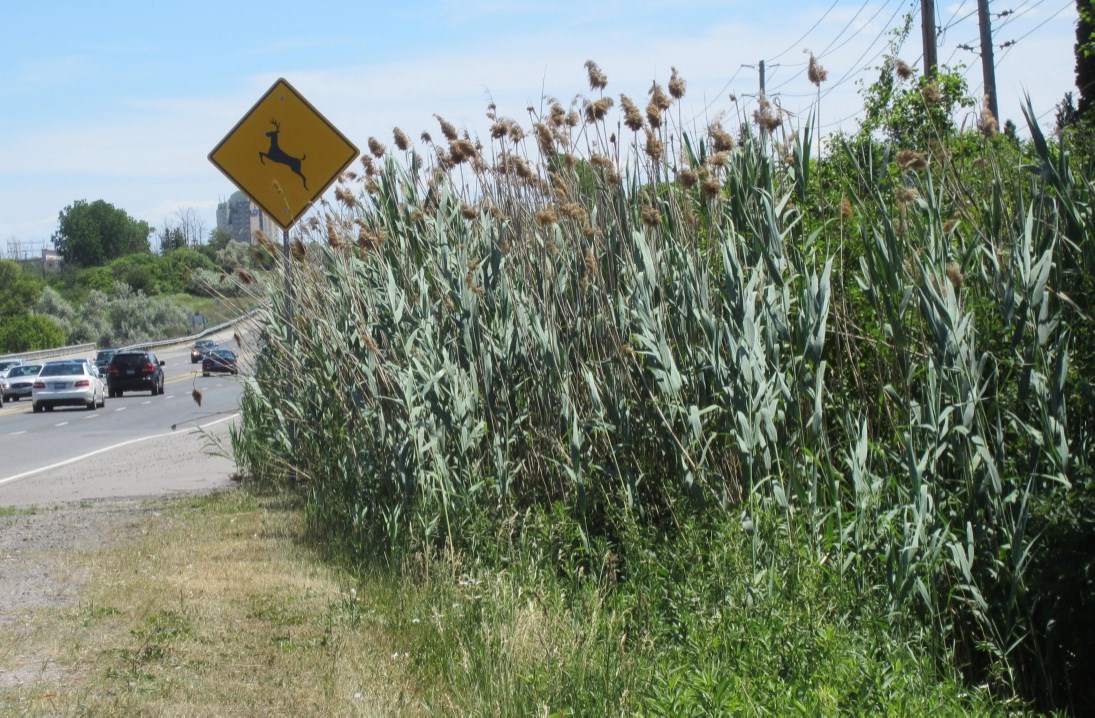 The plan to curb the spread of Phragmite is “deeply concerning,” residents say