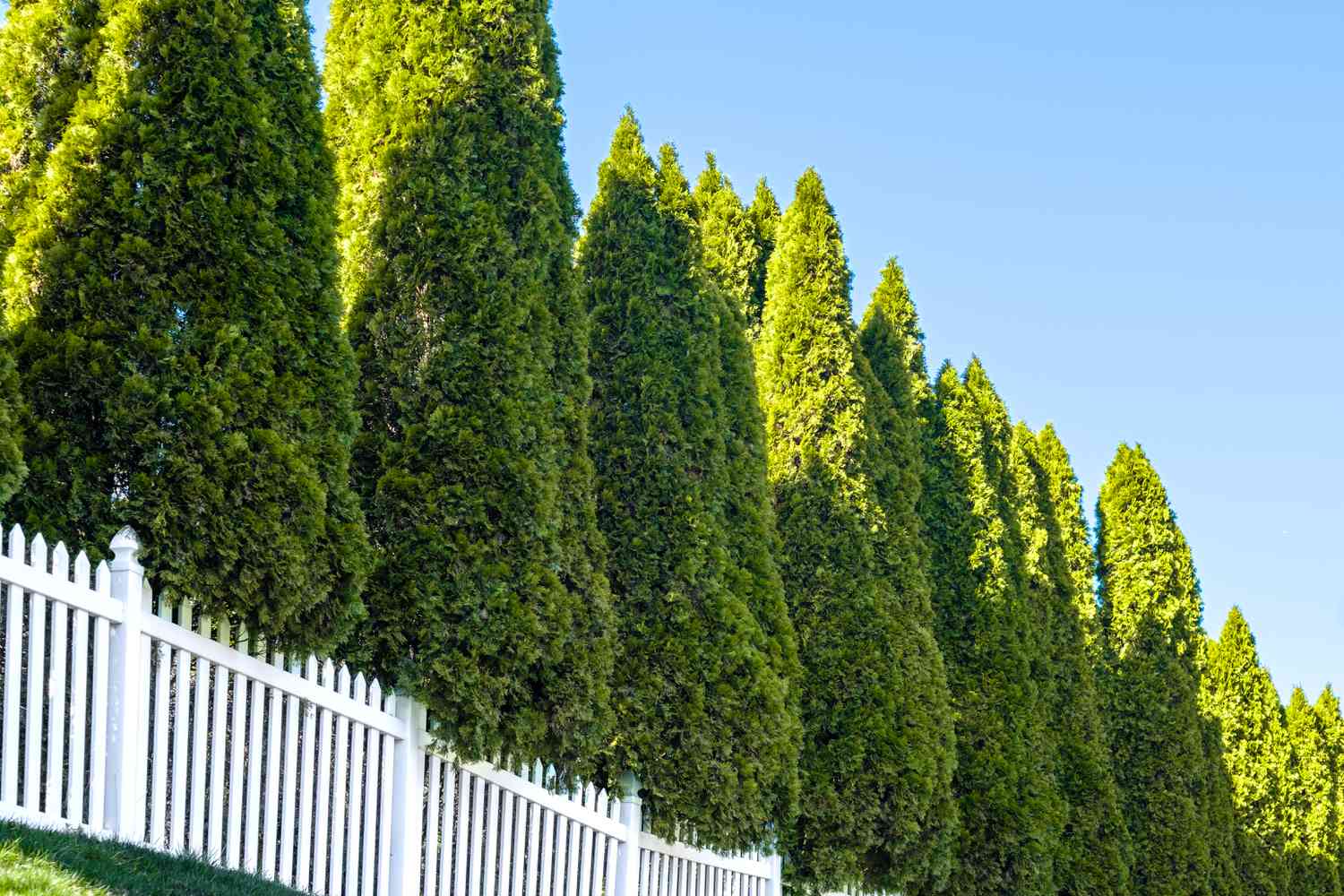 15 fast-growing conifers for year-round privacy