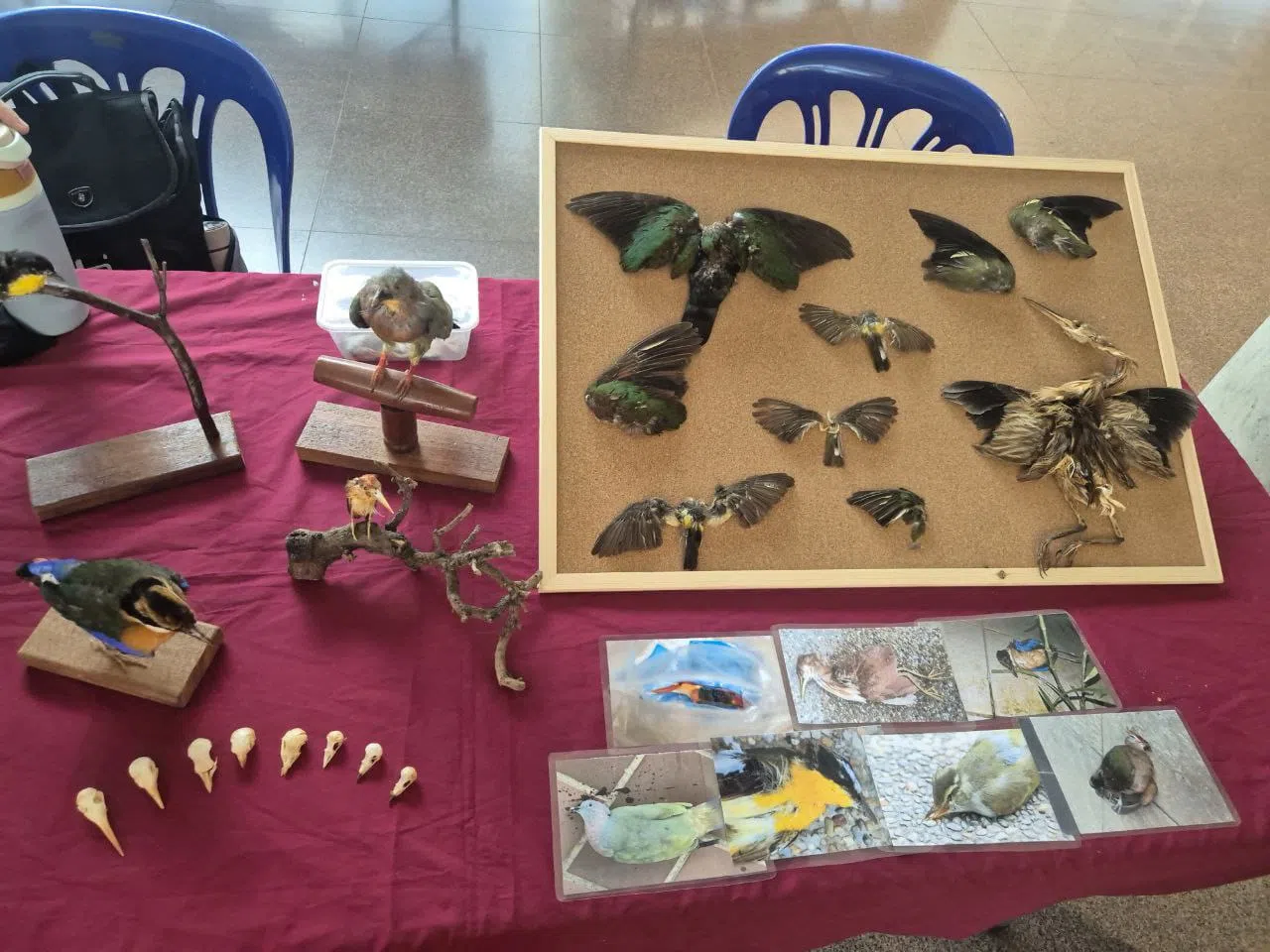 'Invisible yet deadly': A student-led movement to repair NTU's award-winning bird killing building