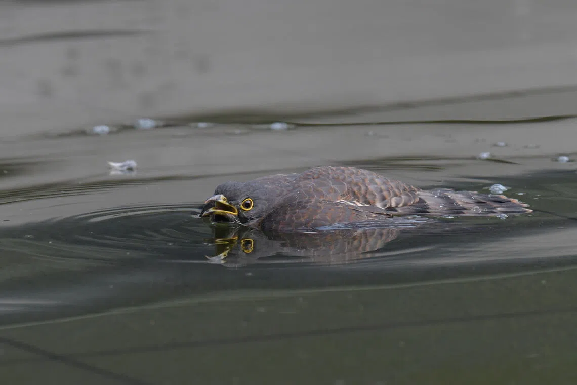 'Invisible yet deadly': A student-led movement to repair NTU's award-winning bird killing building