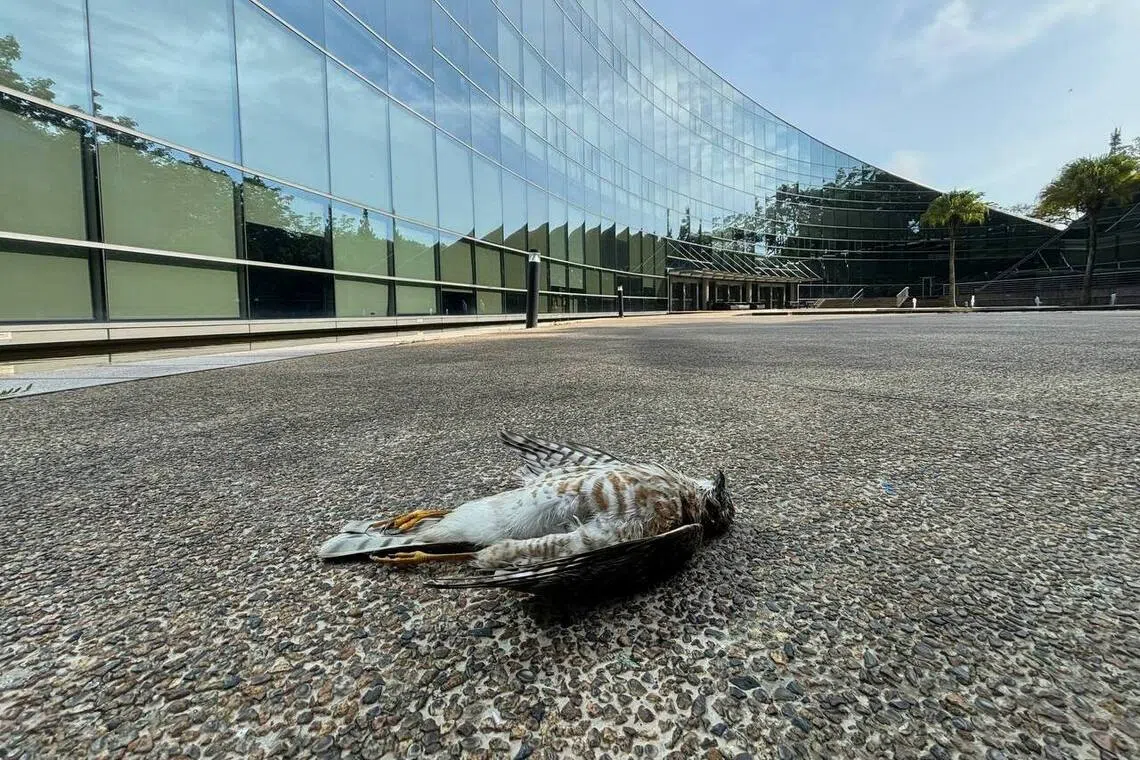 'Invisible yet deadly': A student-led movement to repair NTU's award-winning bird killing building