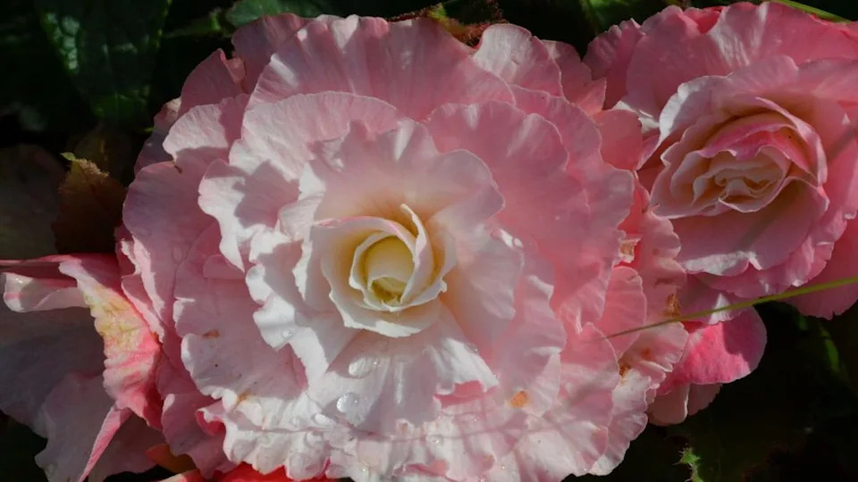 Pretty pink and white plants that belong in every garden