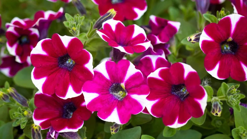 Pretty pink and white plants that belong in every garden