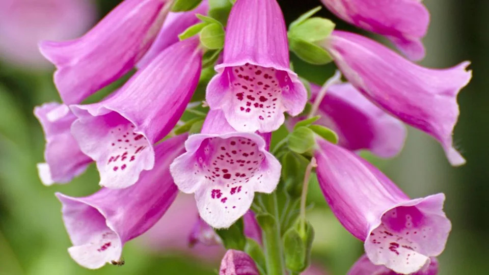 Pretty pink and white plants that belong in every garden