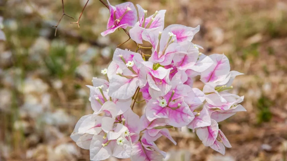 Pretty pink and white plants that belong in every garden