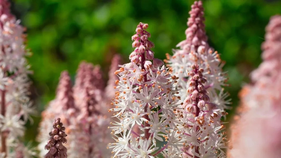 Pretty pink and white plants that belong in every garden