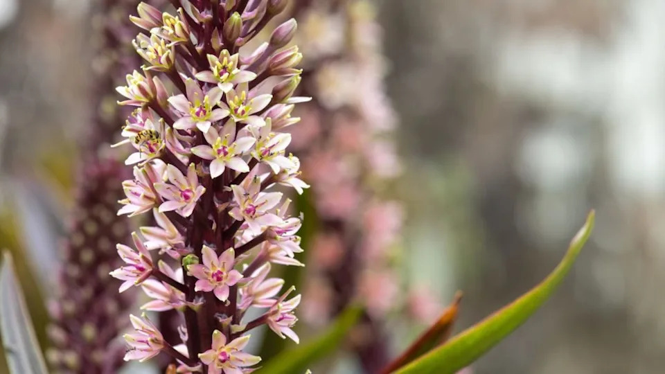 Pretty pink and white plants that belong in every garden