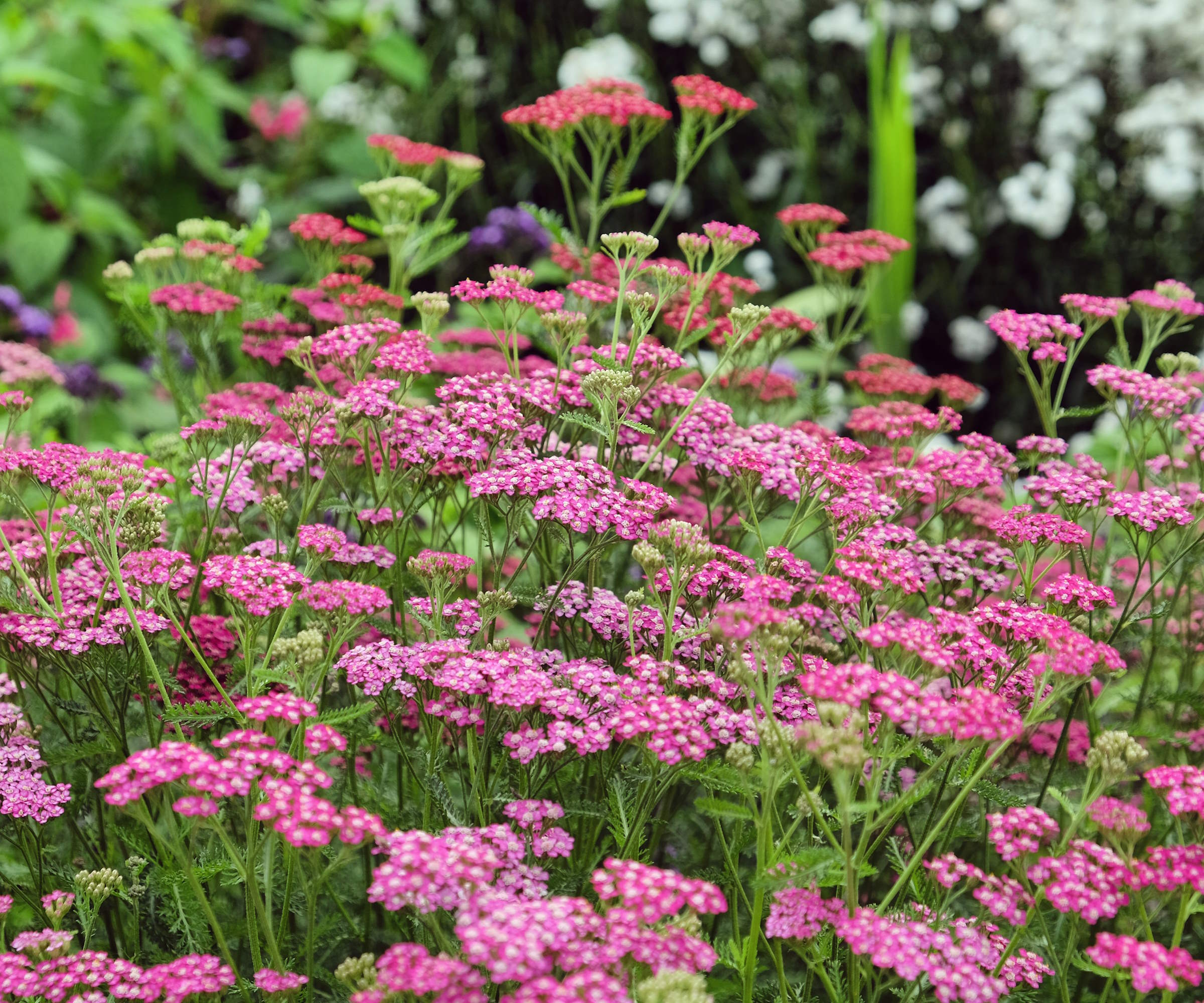 Pink yarrow flowers in a garden