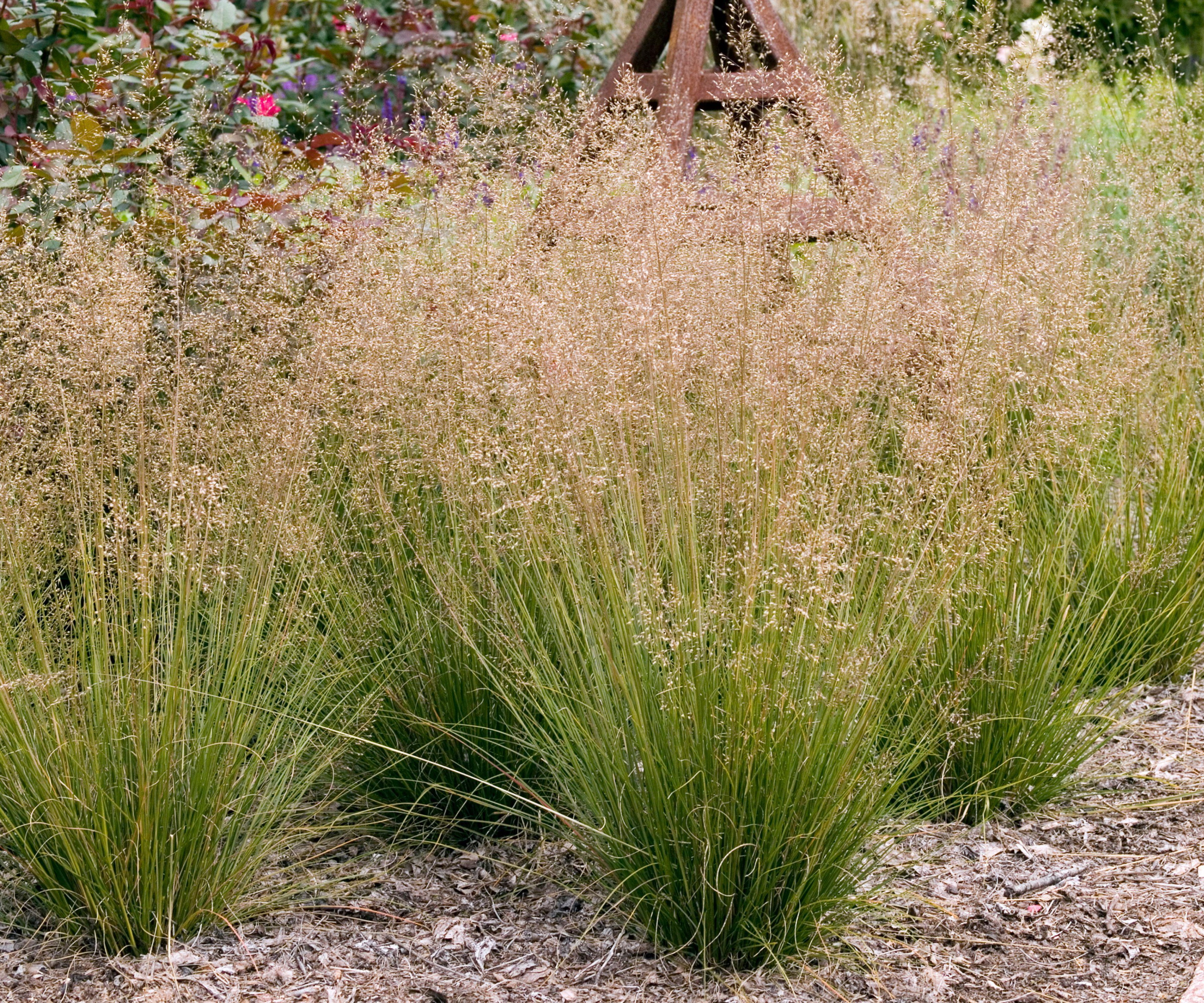 Prairie dropseed grasses in gravel bed