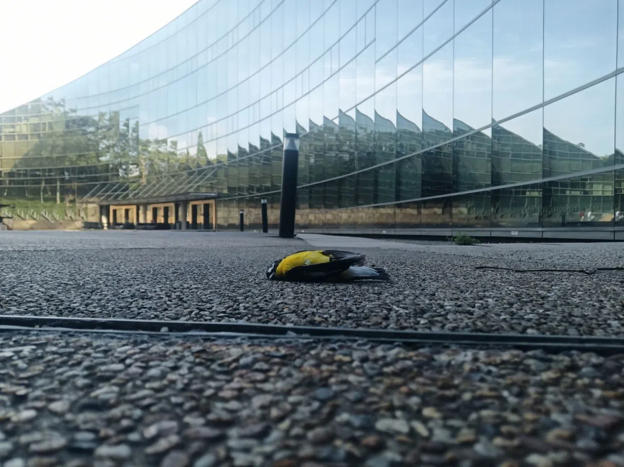 'Invisible yet deadly': A student-led movement to repair NTU's award-winning bird killing building