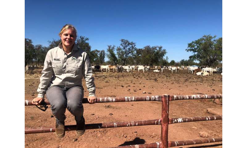 Pushing the boundaries: New research examines virtual fences for use on NT cattle farms