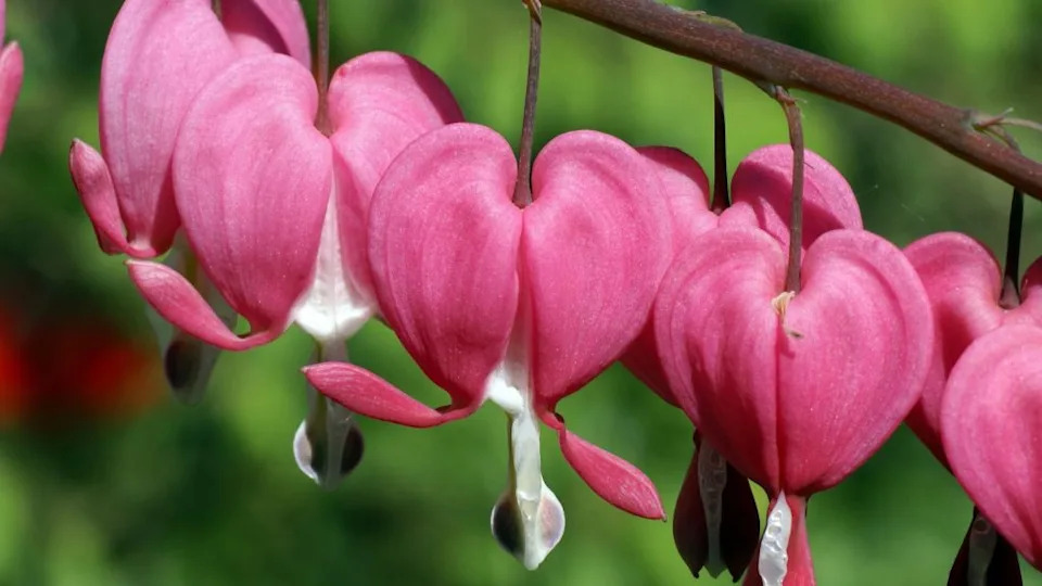 Pretty pink and white plants that belong in every garden