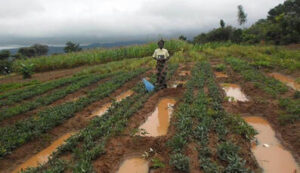 Restoring landscapes and strengthening green water flows through innovative financing | SIWI