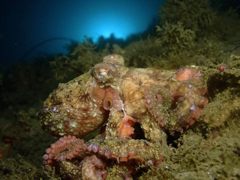 Octopus camouflage