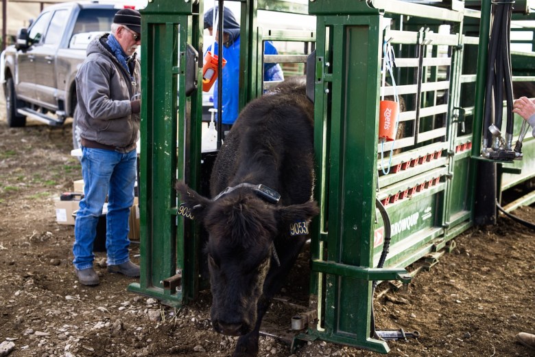 On ranches in Wyoming, virtual fences keep cows out and barbed wire out