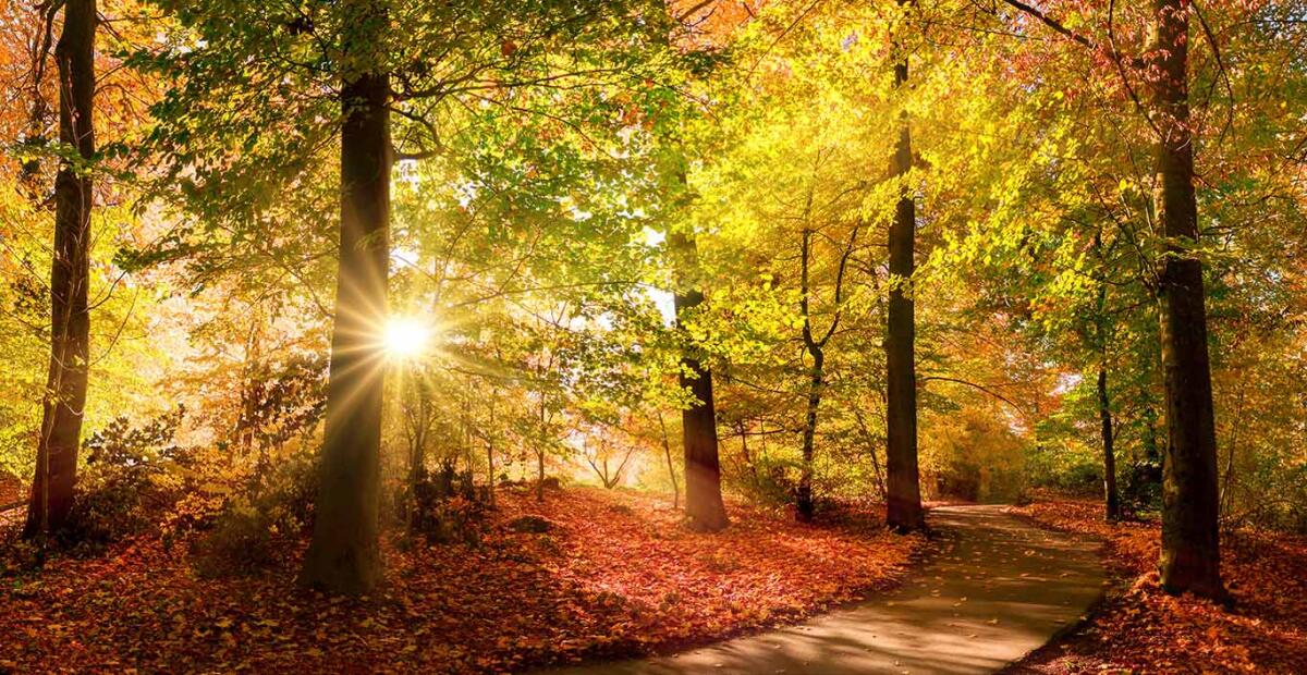 Autumn landscape shot of a footpath in a park or forest before sunset with the foliage glowing in warm colors